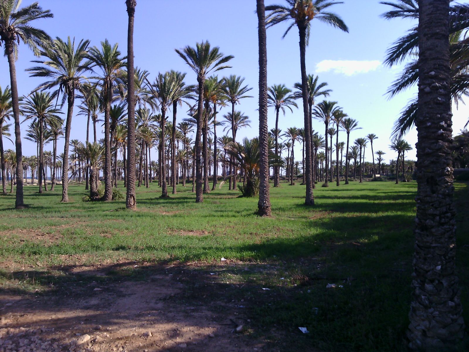 El Palmeral de Ferris