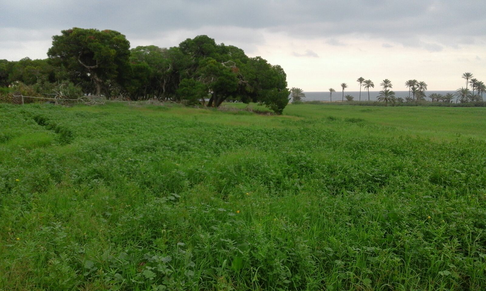 Zonas verdes