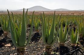 Aloe vera - plantación